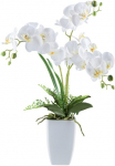 Creativ green Kunstorchidee &raquo;Orchidee Phalaenopsis&laquo; su Farnzweigen