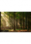 Papermoon Fototapetas &raquo;Autumn Forest&laquo; glatt