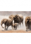 Papermoon Fototapetas &raquo;Elephan Herd&laquo; glatt