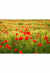 Papermoon Fototapetas &raquo;Field of Poppies&laquo; glatt