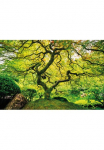Papermoon Fototapetas &raquo;Japanese Maple Tree&laquo; glatt