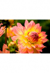 Papermoon Fototapetas &raquo;Dahlia&laquo; glatt