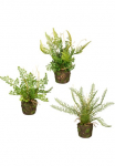 Creativ green Dirbtinis Zimmerpflanze &raquo;Set i&scaron; Farnpflanzen ant Wurzelballen&laquo; 3vnt. rinkinys