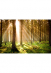 Papermoon Fototapetas &raquo;Autumn pu&scaron;is Forest&laquo; glatt
