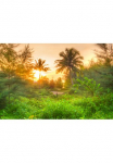 Papermoon Fototapetas &raquo;Amazing Jungle Sunrise&laquo; glatt