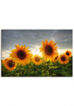 Artland Paveikslas ant drobės &raquo;Sonnenblumen II&laquo; gėlės 1 Stk. dalys ant Holzrahmen gespannt