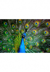 Papermoon Fototapetas &raquo;Peacock&laquo; glatt