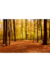 Papermoon Fototapetas &raquo;Autumn Forest&laquo; glatt