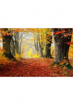 Papermoon Fototapetas &raquo;Mystischer Herbstpfad&laquo;