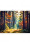 Papermoon Fototapetas &raquo;Autumn Forest Sun Rays&laquo; glatt