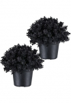 Creativ green Dirbtinis augalas &raquo;Eukalyptus&laquo; in Kugelform