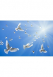 Papermoon Fototapetas &raquo;White Doves&laquo; glatt