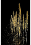 OTTO home Paveikslas &raquo;Pampas Gras - Acrylbilder su Blattgold veredelt&laquo; Gr&auml;ser | Modern | Pflanzen | Pflanzenbilder 1 Stk. dalys Goldveredelung Handgearbeitet Gerahmt Edel