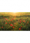 Komar Tapetai &raquo;Digitaldruck Vlies - Poppy World - Gr&ouml;&szlig;e 450 x 280 cm&laquo; ra&scaron;tuotas glatt Wohnzimmer miegamojo kambario baldai