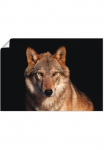 Artland Plakatas &raquo;Wolf&laquo; Wildtiere 1 Stk. dalys be grotelės
