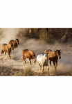 Papermoon Fototapetas &raquo;Wild Horses&laquo; glatt