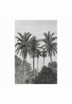Art for the home Fototapetas &raquo;Palmen&laquo; botanisch glatt 200 cm ilgas