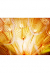 Papermoon Fototapetas &raquo;mink&scaron;tas Dandelion Flowers&laquo; glatt