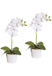 Creativ green Dirbtinis augalas &raquo;Orchidee Phalaenopsis&laquo; im Keramikinis indas