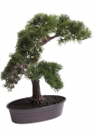 Botanic-Haus Kunstbonsai &raquo;Cedern Bonsai&laquo;