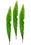 I.GE.A. Dirbtinis augalas &raquo;Nestfarnblatt&laquo; Monstera Kunstzweig 3vnt. rinkinys
