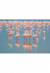 Papermoon Fototapetas &raquo;Flamingos&laquo; glatt