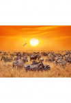 Papermoon Fototapetas &raquo;African Antelopes and Zebras&laquo; glatt