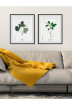 queence Paveikslas &raquo;Aquilegia&laquo; Pflanzen | Pflanzenbilder | Schriftz&uuml;ge 1 Stk. dalys HD Premium Poster-Druck ir Holzrahmen
