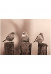 Art for the home Paveikslas ant drobės &raquo;Outdoor Vogel 50x70cm&laquo; Romantisch | Strand 1 Stk. dalys Paveikslas ant drobės dėl drau&szlig;en- Early Birds - Sepia - 50x70cm