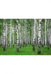 Papermoon Fototapetas vasarinė Birch Forest&laquo; glatt