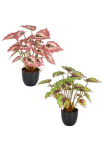 Creativ green Dirbtinis augalas &raquo;Begonia rex&laquo; su au&szlig;ergew&ouml;hnlicher Blattzeichnung