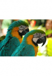 Papermoon Fototapetas &raquo;Macaw Love Birds&laquo; glatt