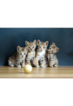 Papermoon Fototapetas &raquo;S&uuml;&szlig;e katzen&laquo;