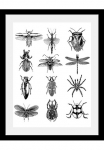 queence Paveikslas &raquo;Insekten&laquo; Insekten | Kunst | Schwarz-Wei&szlig; | Tiere HD Premium Poster-Druck ir Holzrahmen