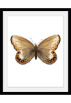 queence Paveikslas &raquo;Lexy&laquo; Insekten | Kunst | Schmetterlinge 1 Stk. dalys HD Premium Poster-Druck ir Holzrahmen