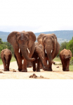 Papermoon Fototapetas &raquo;African Elephant Herd&laquo; glatt