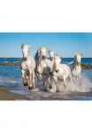 Papermoon Fototapetas &raquo;Camargue Horses&laquo; glatt