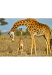 Papermoon Fototapetas &raquo;Masai Giraffe Protecting Baby&laquo; glatt