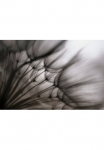 Papermoon Fototapetas &raquo;Photo-Art KEREN OR PUSTEBLUME DURCHSCHEINEND&laquo;