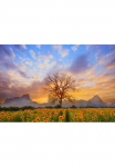Papermoon Fototapetas &raquo;Sonnenblumenlandschaft&laquo;