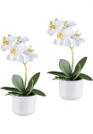 Creativ green Kunstorchidee &raquo;Orchidee Phalaenopsis&laquo; su real-touch-Bl&uuml;ten