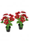 I.GE.A. Dirbtinis augalas &raquo;Poinsettie&laquo; im puodas 2vnt. rinkinys