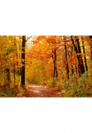 Papermoon Fototapetas &raquo;Autum Forest&laquo; glatt