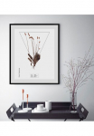 queence Paveikslas &raquo;Plantaginaceae&laquo; Pflanzen | Pflanzenbilder | Dekoracija 1 Stk. dalys HD Premium Poster-Druck ir Holzrahmen