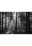Papermoon Fototapetas &raquo;Forrest morning in black & white&laquo; glatt