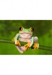 Papermoon Fototapetas &raquo;Frosch&laquo;