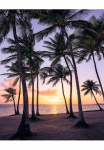 Komar Tapetai &raquo;Digitaldruck Vlies - Palmtrees on Beach - Gr&ouml;&szlig;e 200 x 250 cm&laquo; ra&scaron;tuotas glatt Wohnzimmer miegamojo kambario baldai