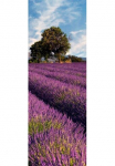 living walls Fototapetas &raquo;Lavendelfeld in der Provence&laquo; glatt Vlies Wand Schr&auml;ge