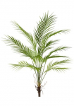 Creativ green Kunstpalme &raquo;Arecapalme&laquo; su zahlreichen Palmwedeln