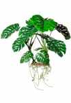 Creativ green Dirbtinis medis &raquo;H&auml;ngeobjekt Splitphilodendron&laquo;